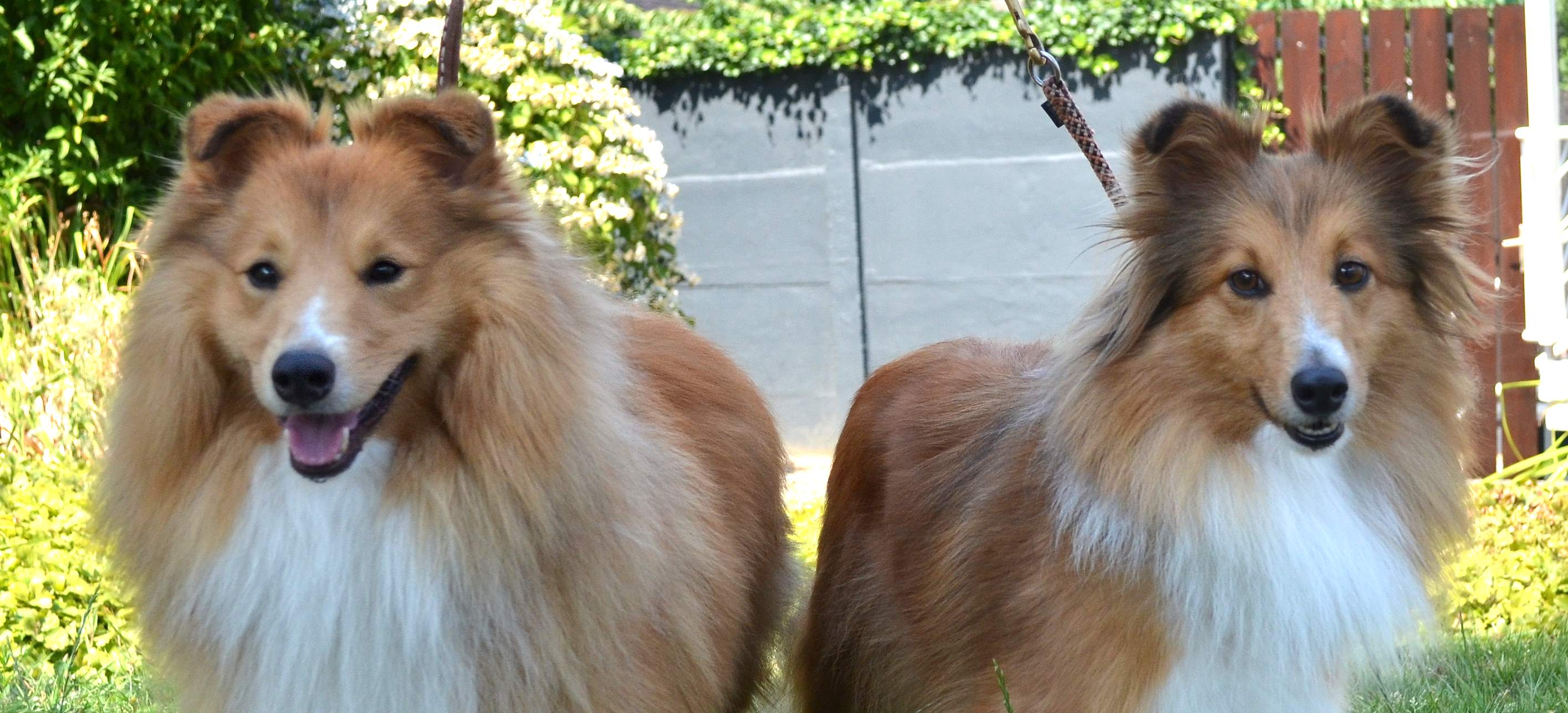 Kevin und Hettie