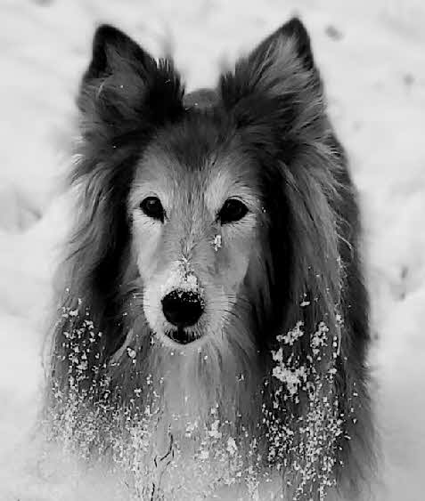 Fernie im Schnee